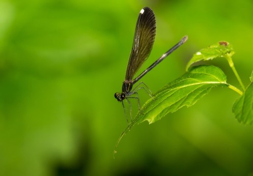 PantherMedia A20632037